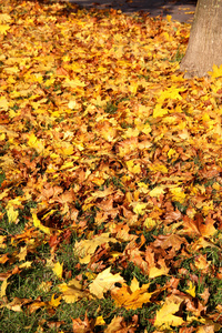 树与黄色的叶子在秋天的公园