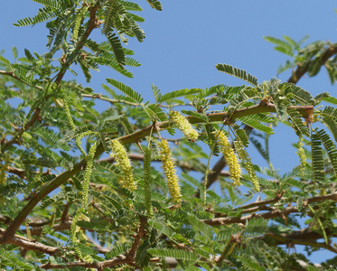 相思树开花