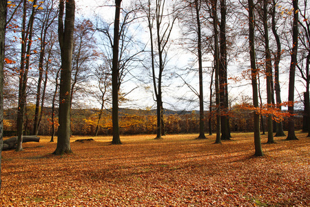 树叶在秋天的公园里的生动封面