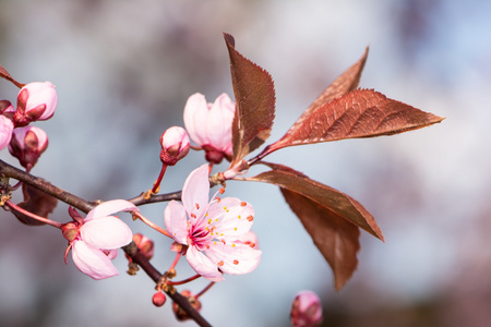 粉红梅花