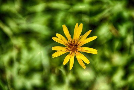 黄色的花与黄蜂吸吮花蜜