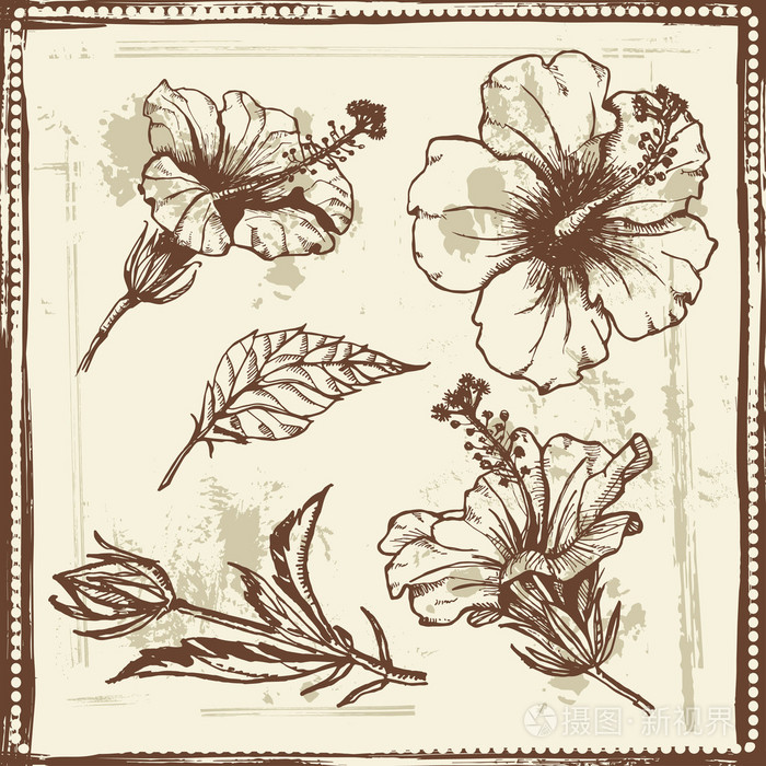 手的芙蓉花的素描画