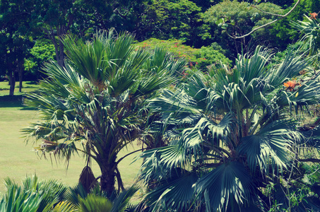 夏威夷的棕榈叶老式风格