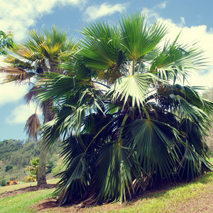夏威夷椰子棕榈树复古风格