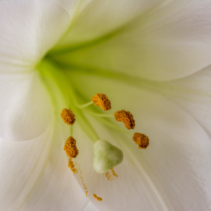 一朵百合花雄蕊的特写