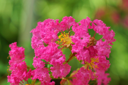 rosa lagerstroemia indica blomma粉红色的紫薇籼花