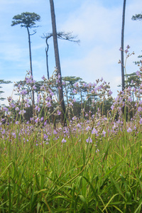 水大 泰国紫色的小花和松树林中