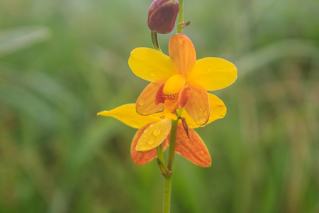 spathoglottis lobbii 为花