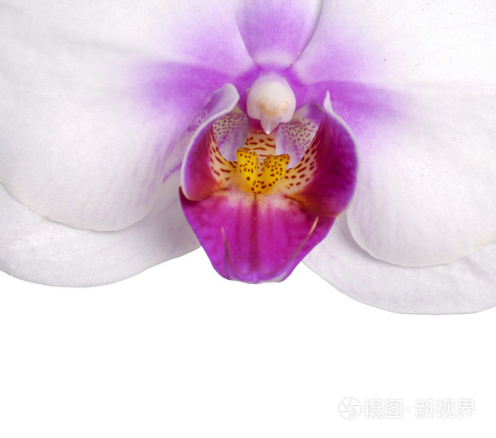 兰花