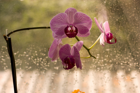 美容花