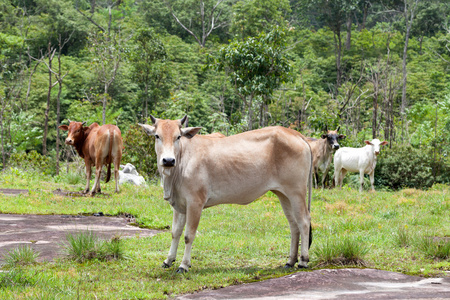牛在泰国