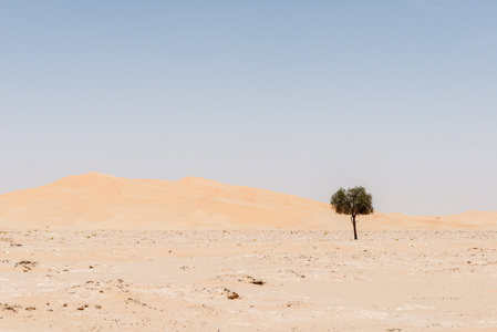 沙丘之间的树，在RubalKhali沙漠阿曼