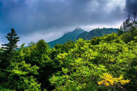 灌木和雾林维尔，北 c 附近一座山，祖父