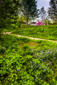 fleurs et un chemin daccs au parc wildwood  harrisburg, Pennsy