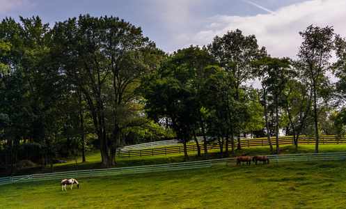 马和在农村约克县，宾夕法尼亚州的一个农场上的树