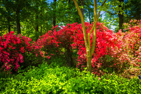 在华盛顿特区的国家植物园五颜六色的灌木丛