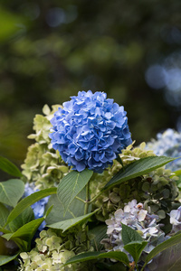 许多蓝色绣球花生长在花园里