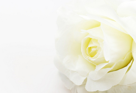 白色背景上的白色玫瑰假花