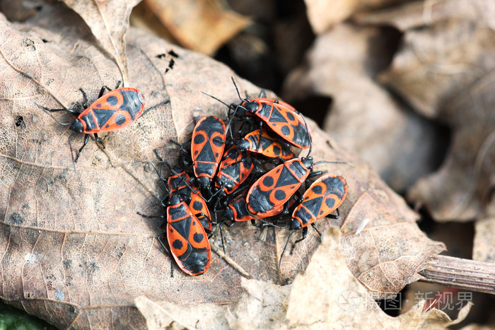 firebug,干燥的秋天叶子上昆虫翅的大头粪金龟 pyrrhocoris