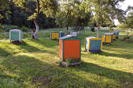 木制多彩蜂窝集团在夏天农场花园