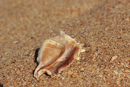 可爱的海贝壳