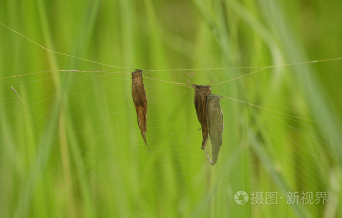 蜘蛛的巢