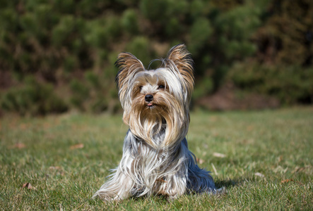 约克夏犬