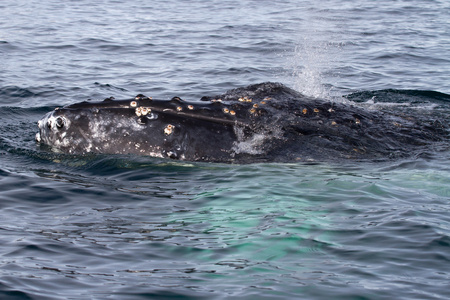 饲料在南极海域的驼背鲸头图片