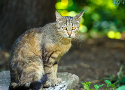 搞笑可爱猫