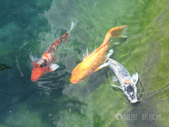 锦鲤鱼游泳