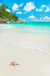 海星在地处热带的海滩昂斯乔其纱在塞岛，普拉兰