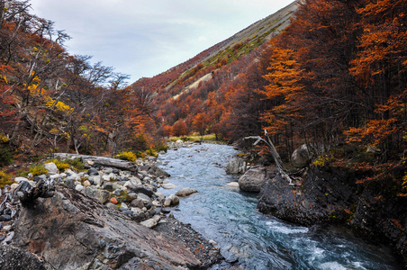 秋季落在公园国立托雷斯德尔潘恩 智利