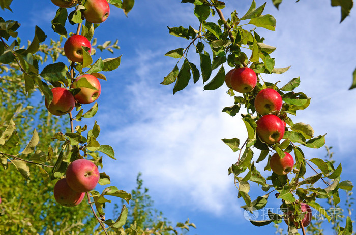 美丽的彩色新鲜成熟的苹果苹果树中的分支