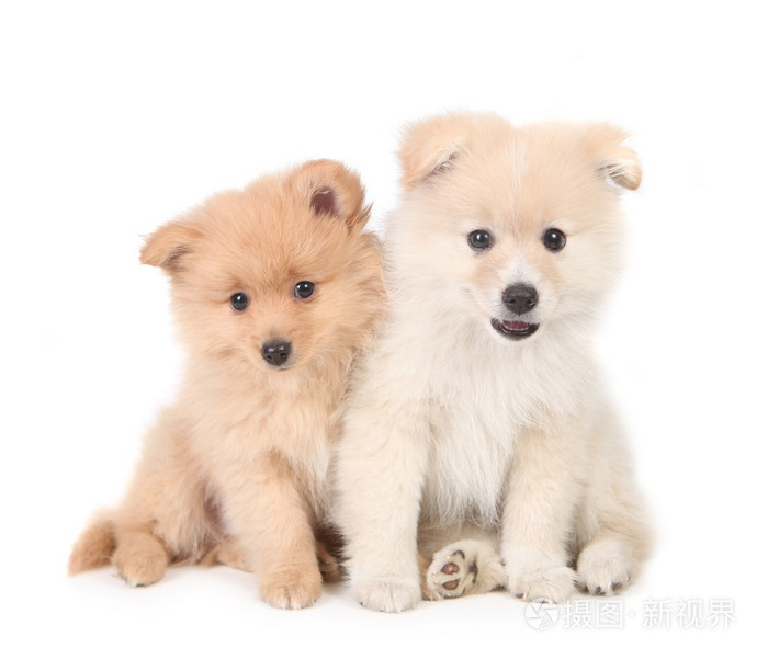 在白色背景上拥抱在一起的快乐博美犬幼犬照片-正版1