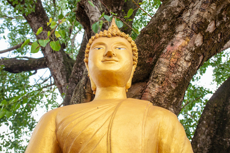 佛像的泰国寺庙宝树下