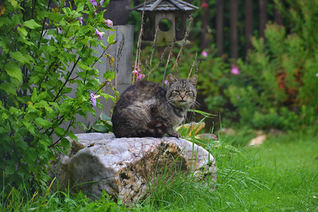 莫拉猫