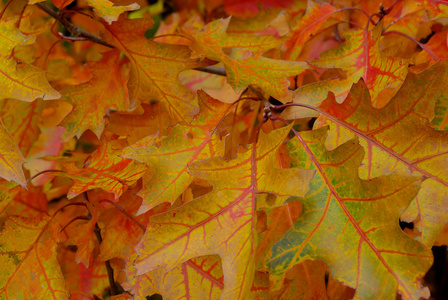 森林中的红色和黄色秋天的橡树叶