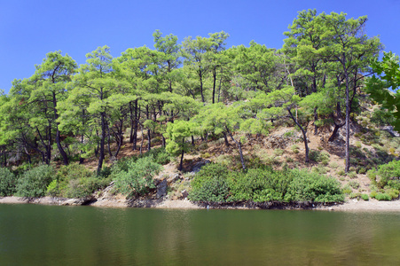 湖和松树的森林