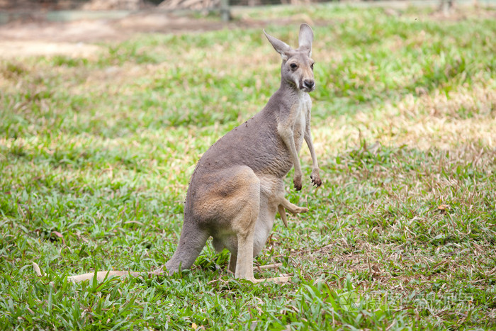 袋鼠的育儿袋里的乔伊wallaby delle rocce con un joey nella busta