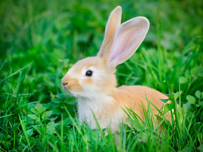 在草丛中的小兔子