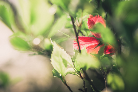 芙蓉花复古