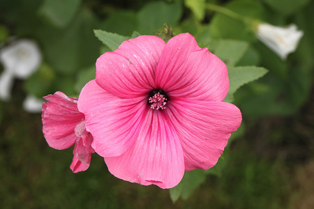 美丽的粉红色的花与美丽的背景在达查花园