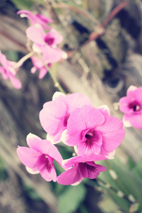 粉红色的兰花花