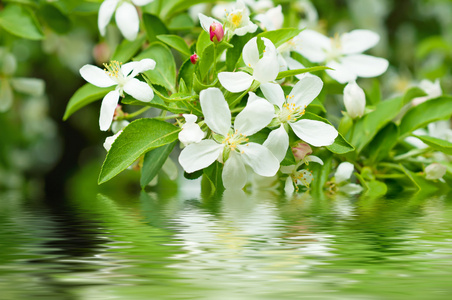 苹果树花