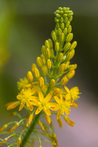 美国非洲植物 Bulbine natalensis 也被称为共同的名字