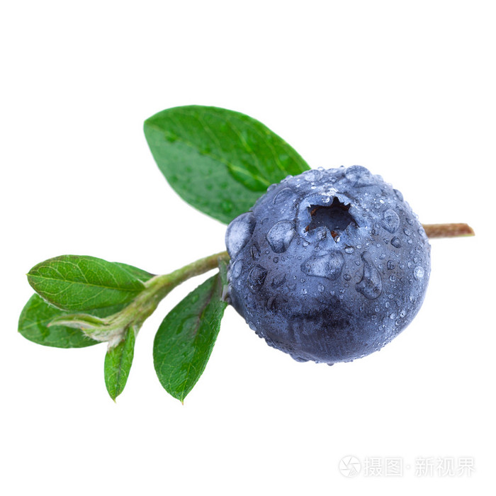 水滴与树叶的蓝莓的特写照片-正版商用图片1gqdjh-摄图新视界