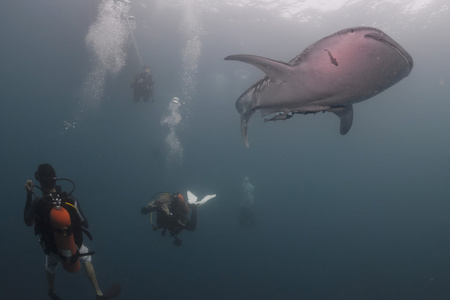鲸鲨附近遇到的潜水员水下在巴布亚