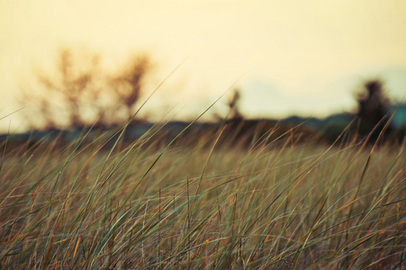 在傍晚的阳光下长的沿海草