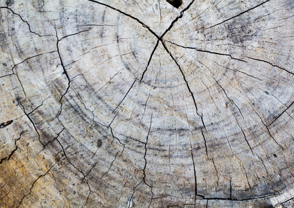 木材纹理的砍下的树的树干