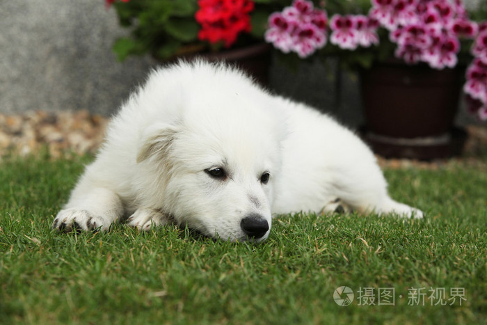 漂亮的小狗的躺着的白色瑞士牧羊犬